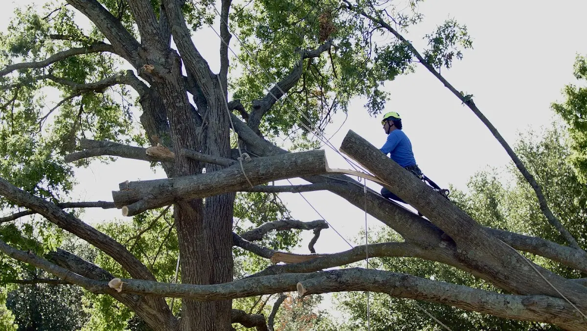 Professional Hazardous Tree Removal performed by certified arborists in Panola